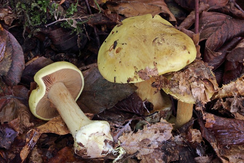 Cortinarius fulvocitrinus